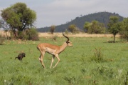 impala (28)
